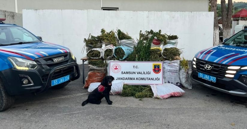 Samsun'da bin 757 kök kenevir ve 138 kilogram esrar ele geçirildi