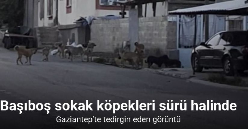 Gaziantep’te tedirgin eden görüntü: Başıboş sokak köpekleri sürü halinde