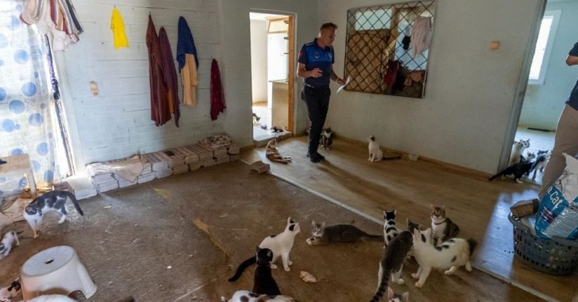 'Çöp ev' ihbarına giden ekipler adreste 100 kedi buldu