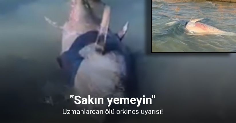 Uzmanlardan ölü orkinos uyarısı: 