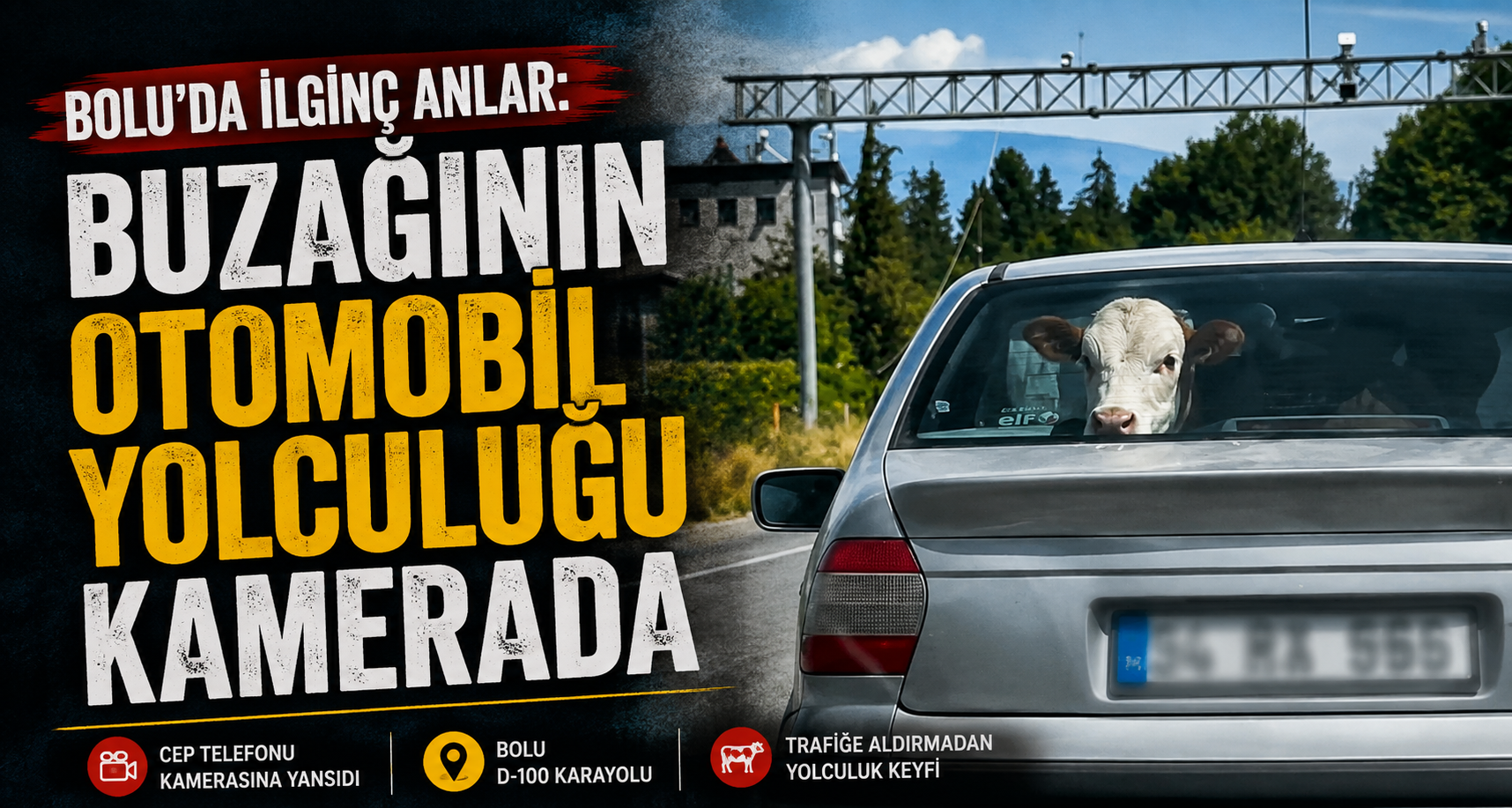 Bolu’da ilginç anlar: Buzağının otomobil yolculuğu kamerada