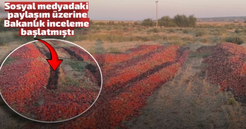 Dökülen domateslerin çürük olduğu ortaya çıktı