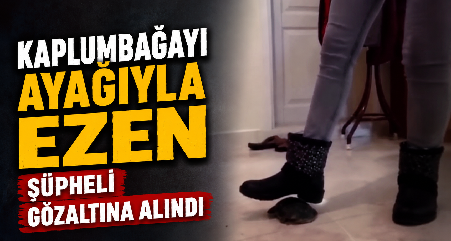 Kaplumbağayı ayağıyla ezen şüpheli gözaltına alındı