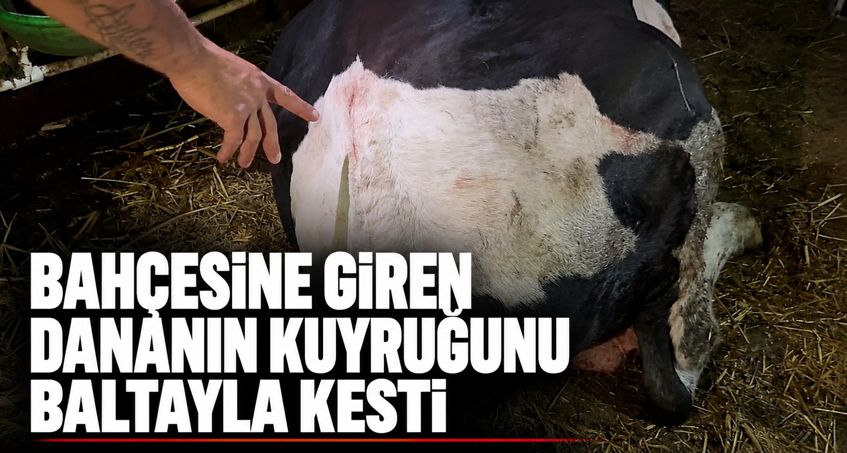 Bahçesine giren dananın kuyruğunu baltayla kesti
