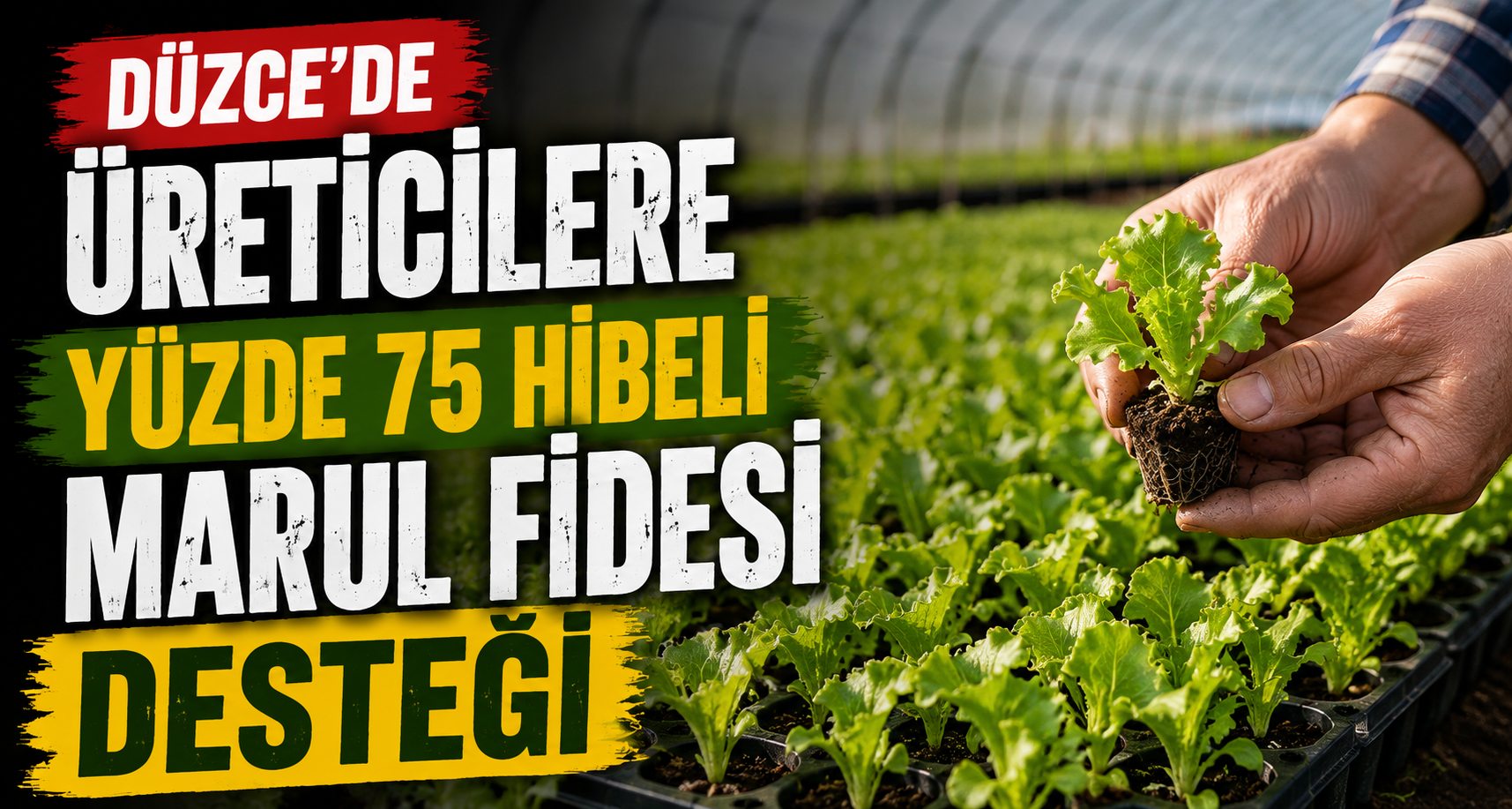 Düzce’de Üreticilere Yüzde 75 Hibeli Marul Fidesi Desteği