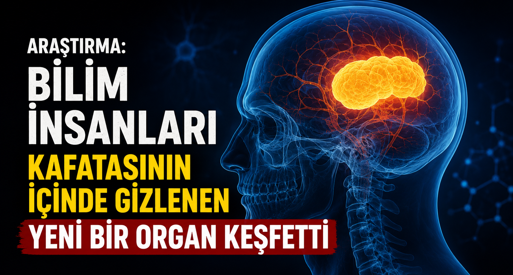 Araştırma: Bilim insanları kafatasının içinde gizlenen yeni bir organ keşfetti