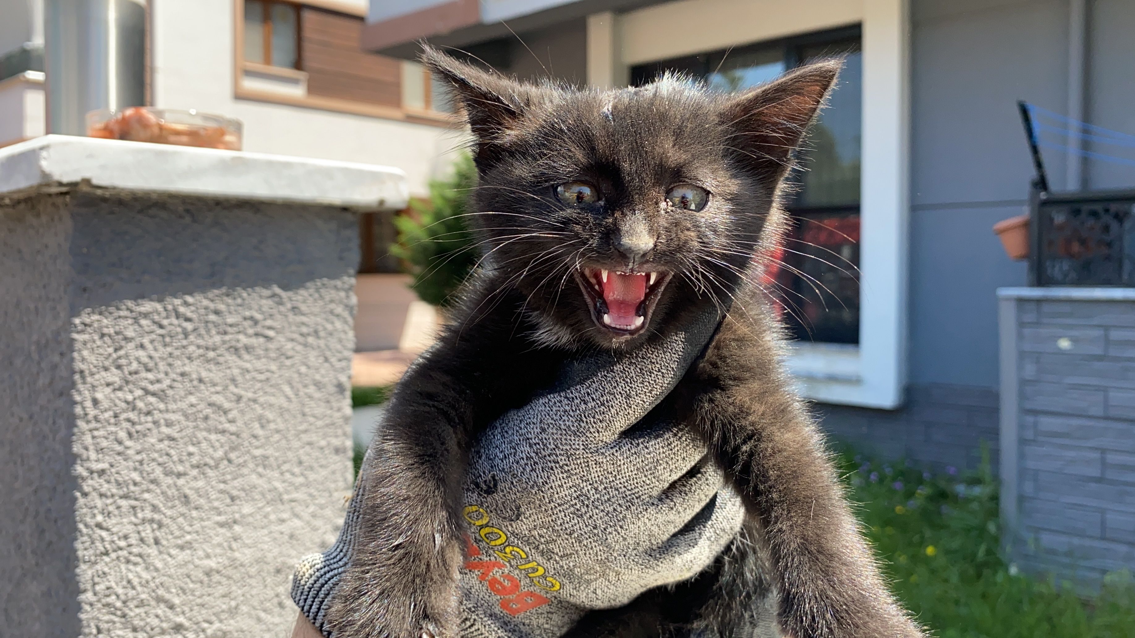 Yaramaz yavru kedi, itfaiye ekiplerini uğraştırdı Düzce,Asayiş