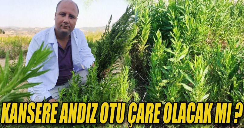 Yapışkan Andız Otu kanser hastalarının aradığı bitki oldu